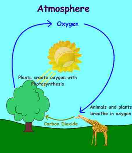 Oxygen cycle for Blog.jpg